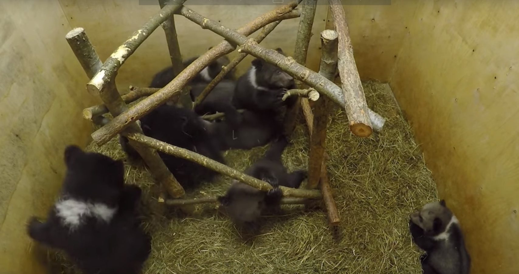 В Тверской области медвежат из центра спасения перевели в игровой домик