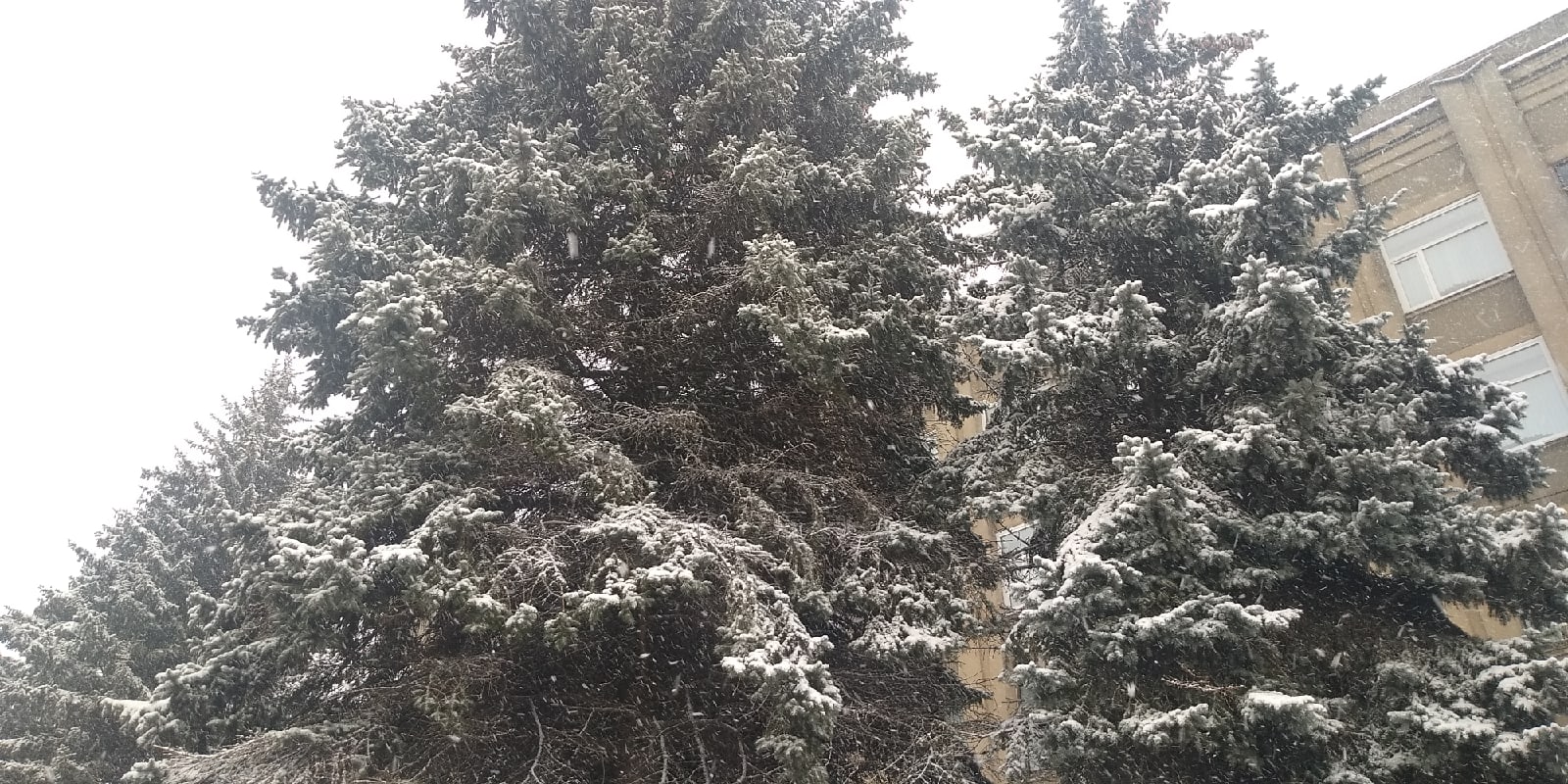 В Тверской области выпал снег