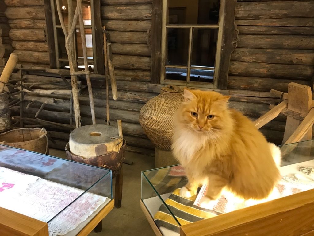 Кот-экскурсовод встречает гостей в Тверской области