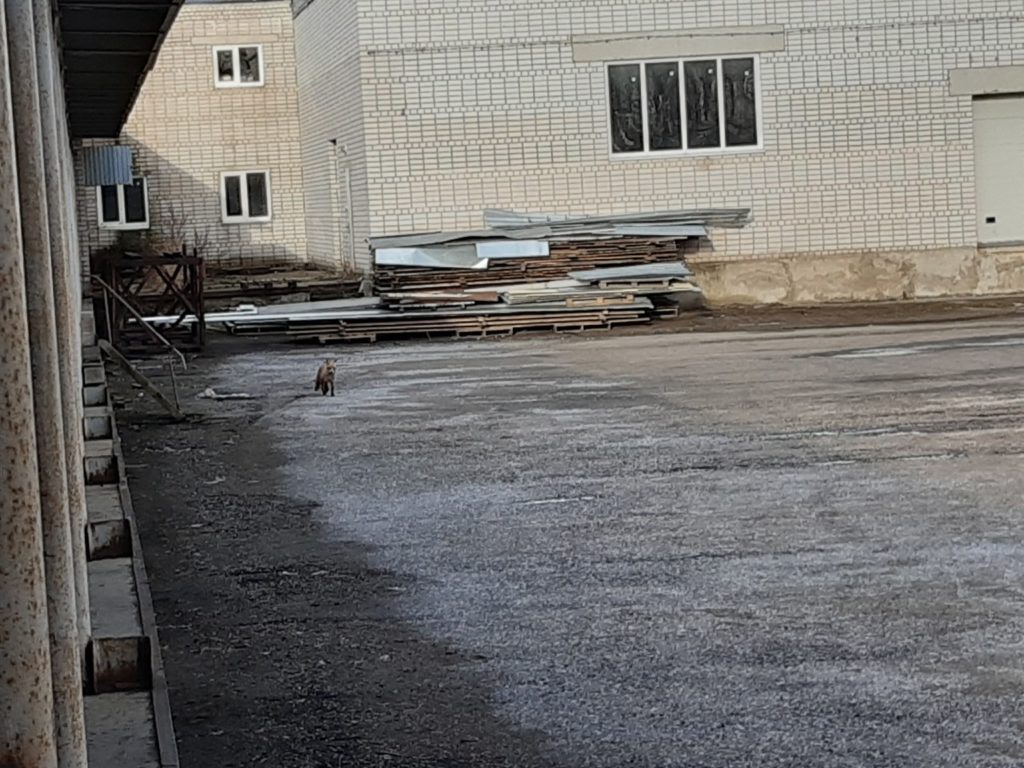 Лиса посетила ликеро-водочный завод в Тверской области