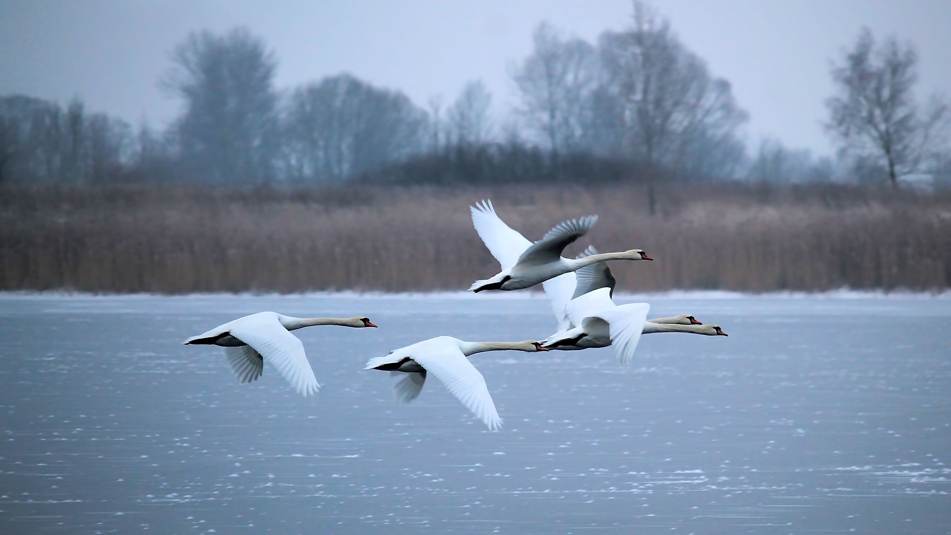 Полет белых лебедей. Лебедь шипун стая. Лебеди на озере. Лебедь в полете. Полет лебедя.