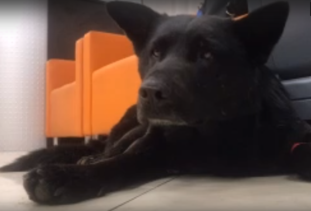 Расстрелянного в Твери пса отправили на лечение в Москву