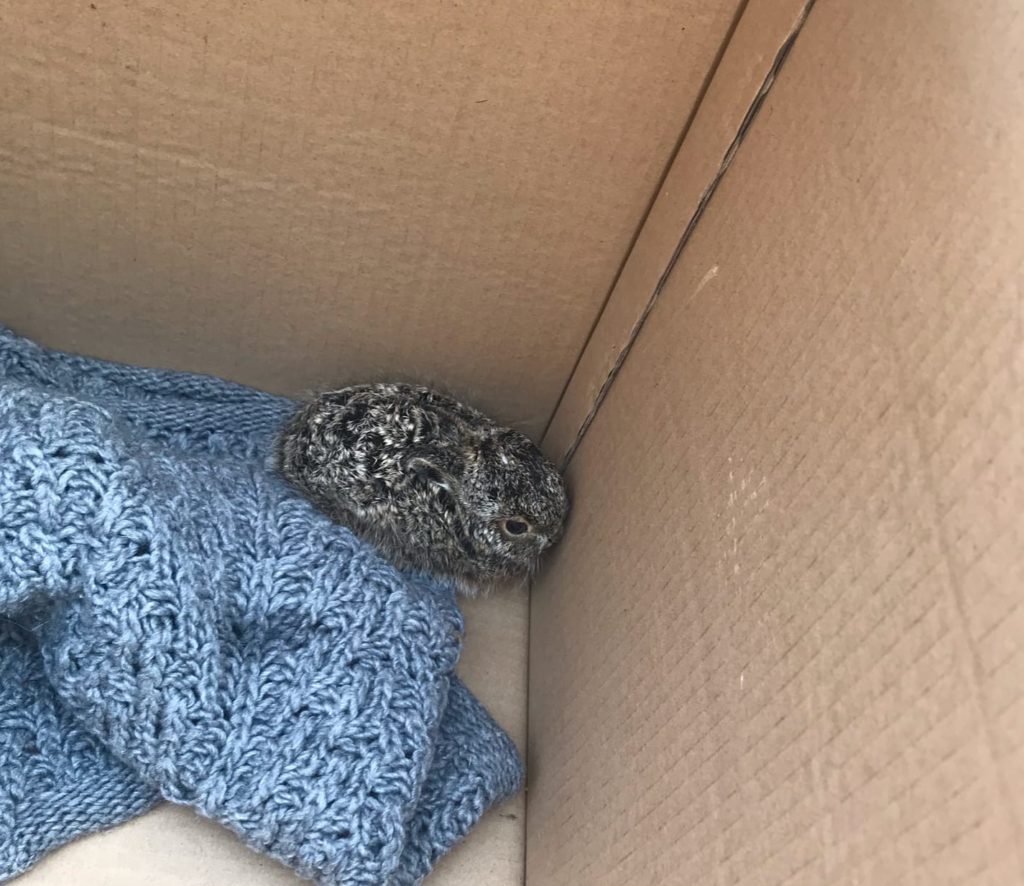 Маленького зайчонка нашли на стройке в Твери