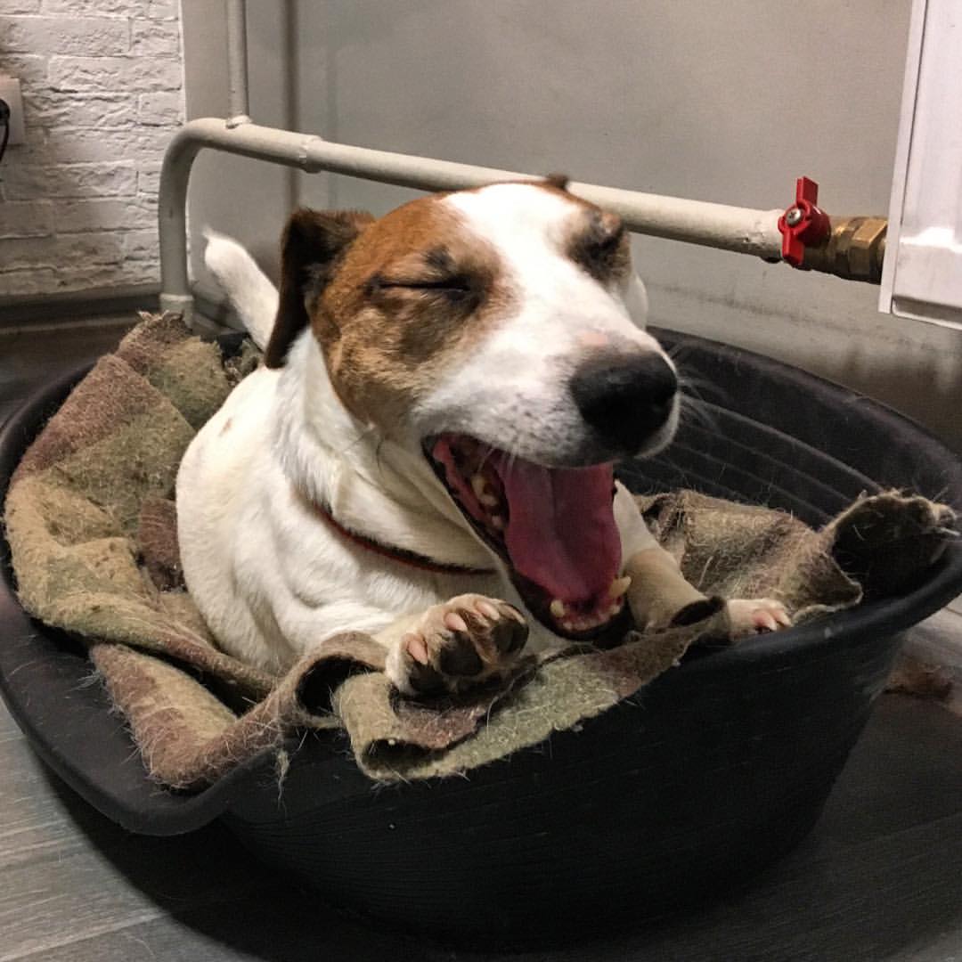 Код, сноровка, дрессировка: женский выпуск журнала "Тверьлайф" о жизни собачьей и жизни личной