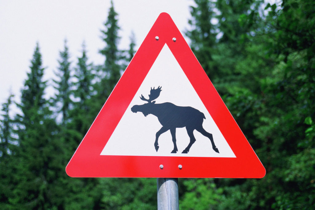 В Тверской области началась миграции диких животных В Тверской области началась миграции диких животных