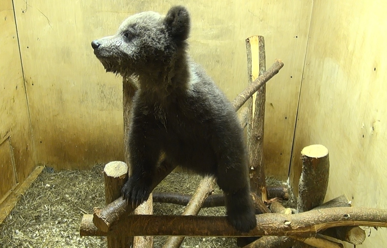 В Центре спасения медвежат-сирот Тверской области появился еще один воспитаник