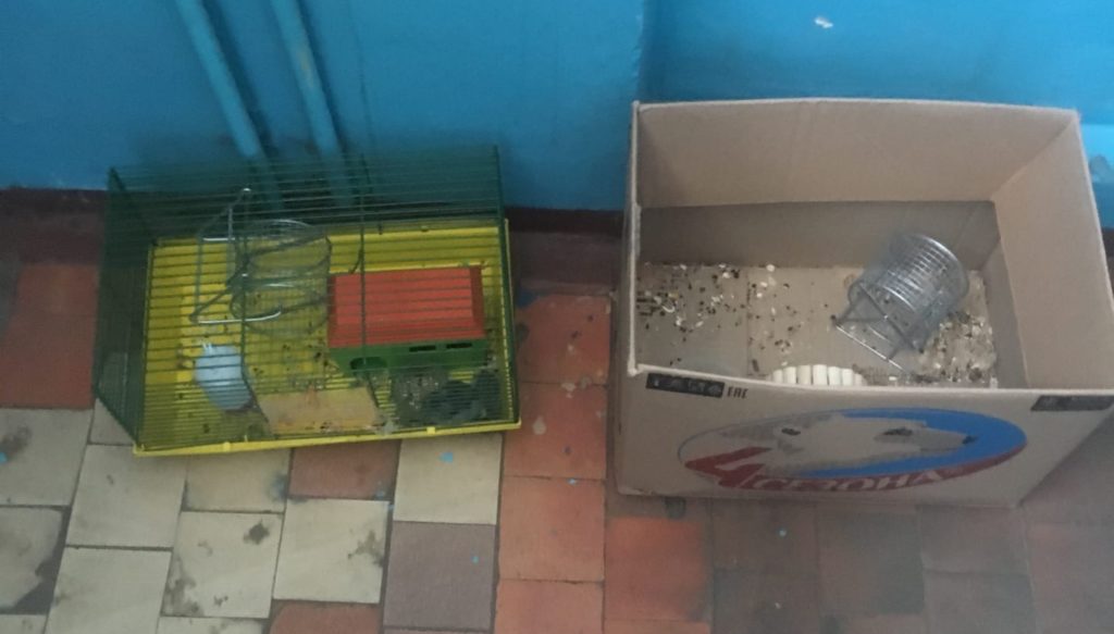 В Твери в подъезде нашли клетку с хомячками В Твери в подъезде нашли клетку с хомячками