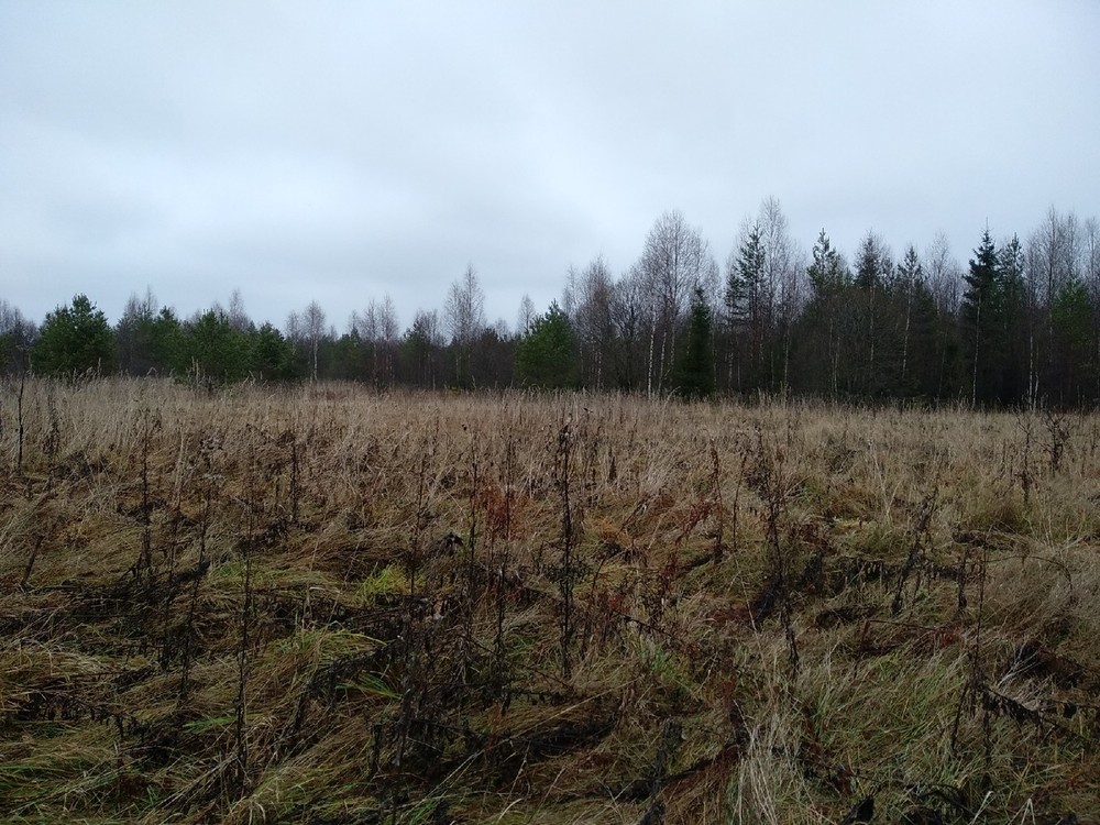 В Тверской области зарастают земли В Тверской области зарастают земли