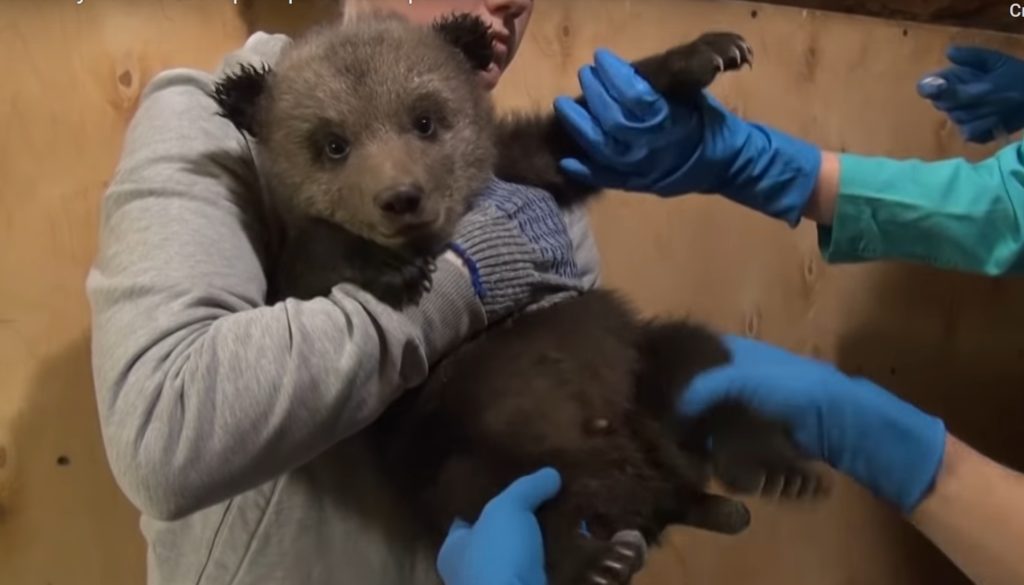 Медвежата из центра спасения прошли ветеринарный контроль в Тверской области Медвежата из центра спасения прошли ветеринарный контроль в Тверской области