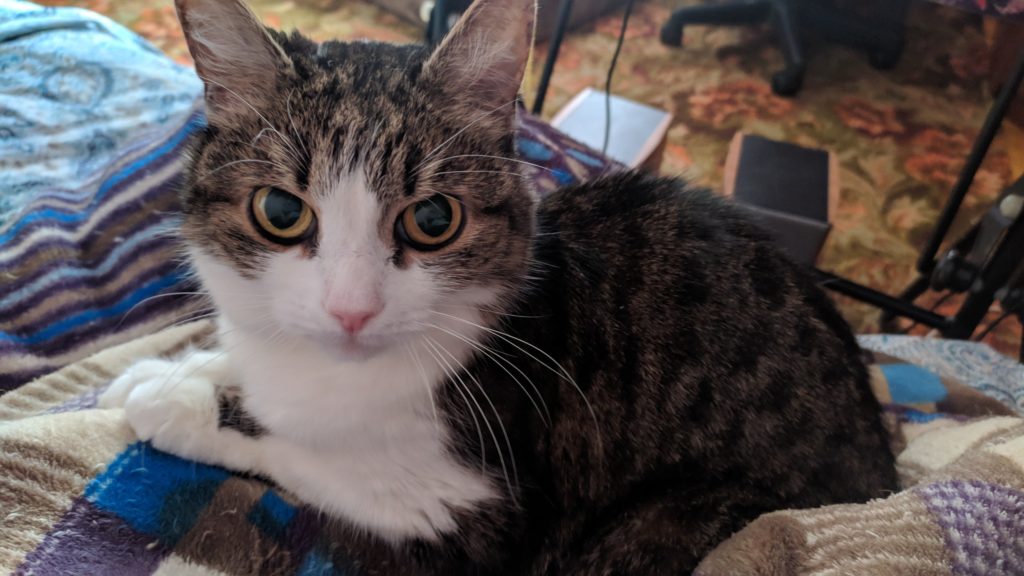 Жители Твери запустили челлендж #домаскотиками