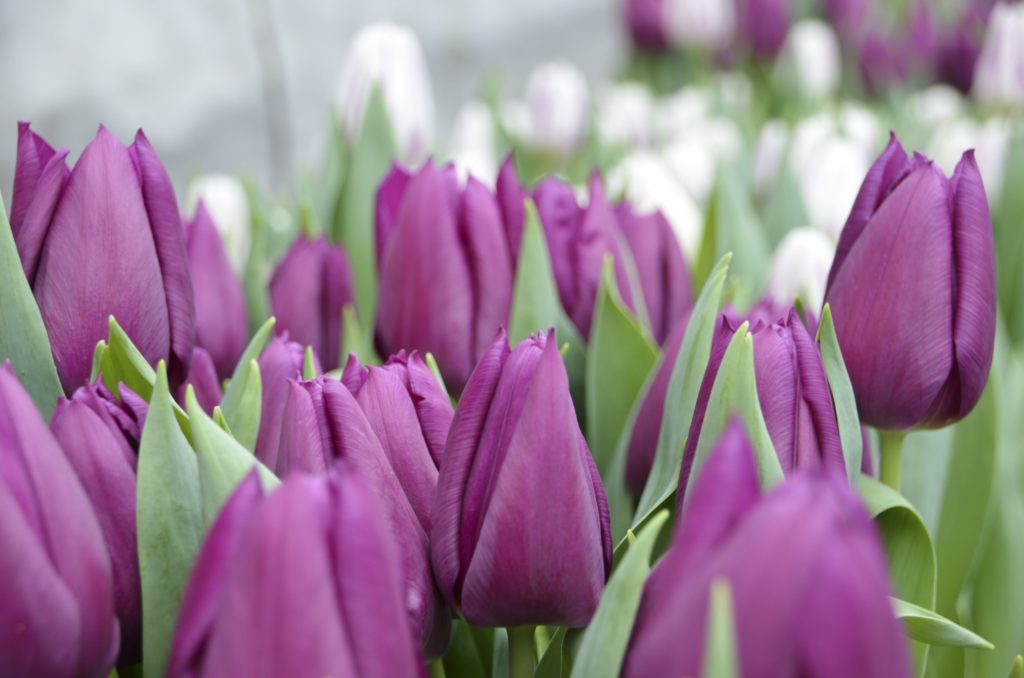 В Твери коронавирус ударил по дачникам и растениям