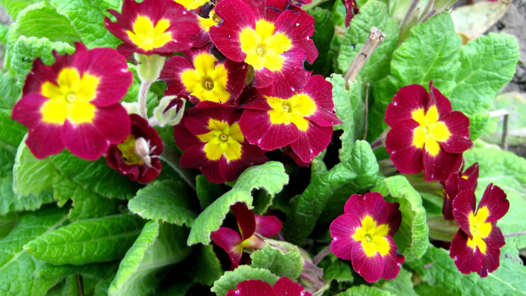 В тверском Ботаническом саду рассказали о "золотых ключиках" В тверском Ботаническом саду рассказали о "золотых ключиках"