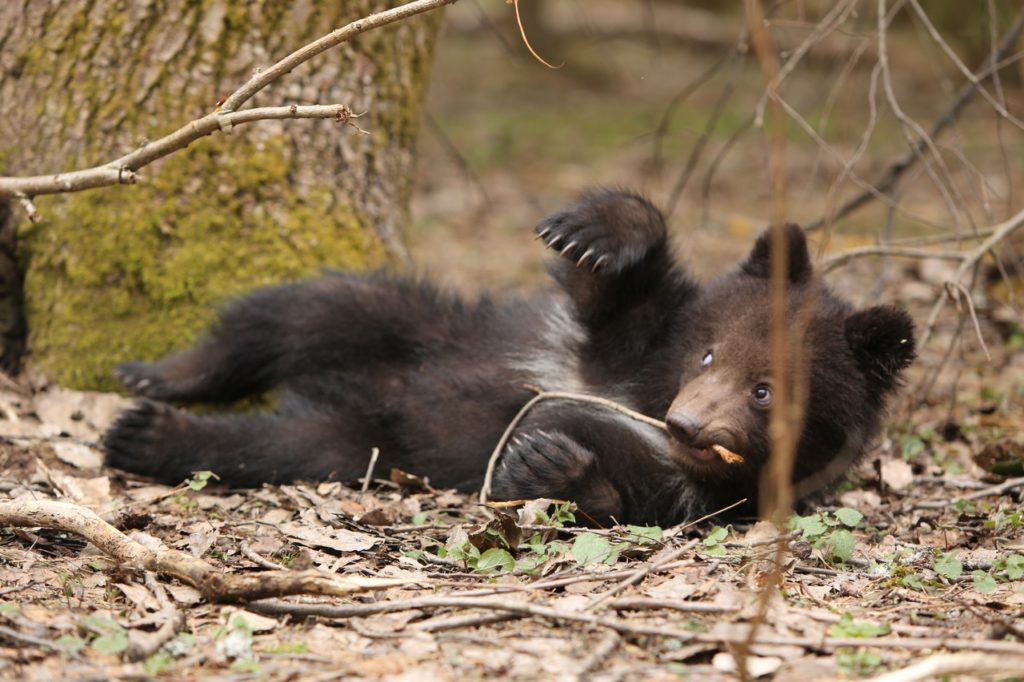Известный блогер пожертвовала медвежатам-сиротам из Тверской области миллион рублей Известный блогер пожертвовала медвежатам-сиротам из Тверской области миллион рублей