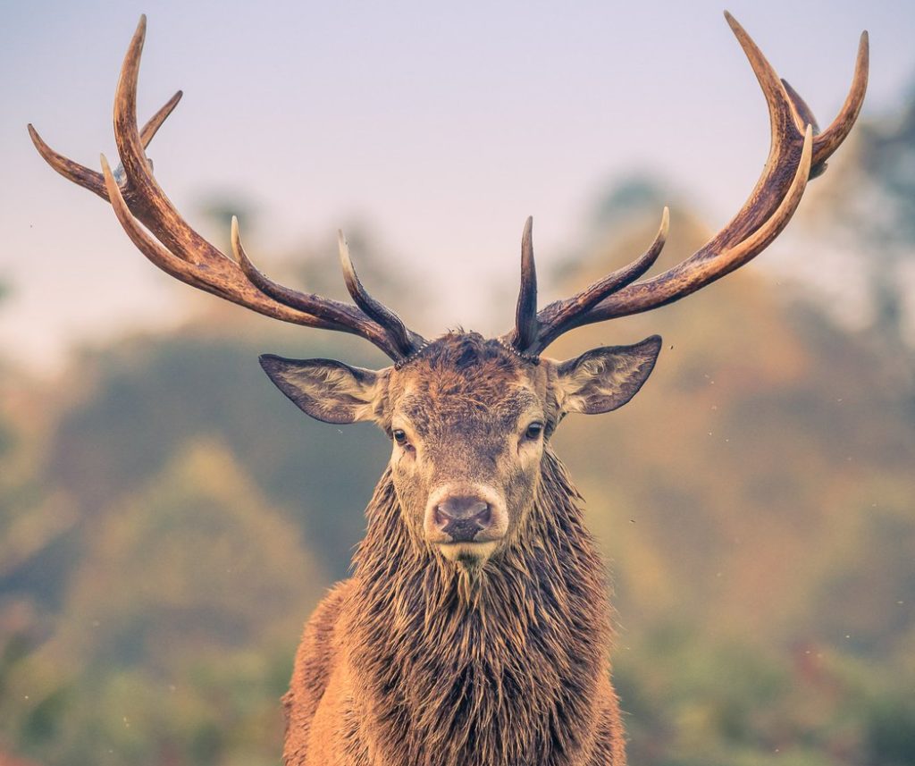 В Тверской области три оленя попали на видео В Тверской области три оленя попали на видео
