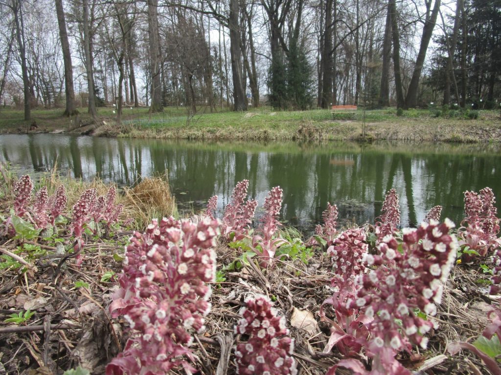 Ботанический сад ТвГУ проводит виртуальные экскурсии Ботанический сад ТвГУ проводит виртуальные экскурсии