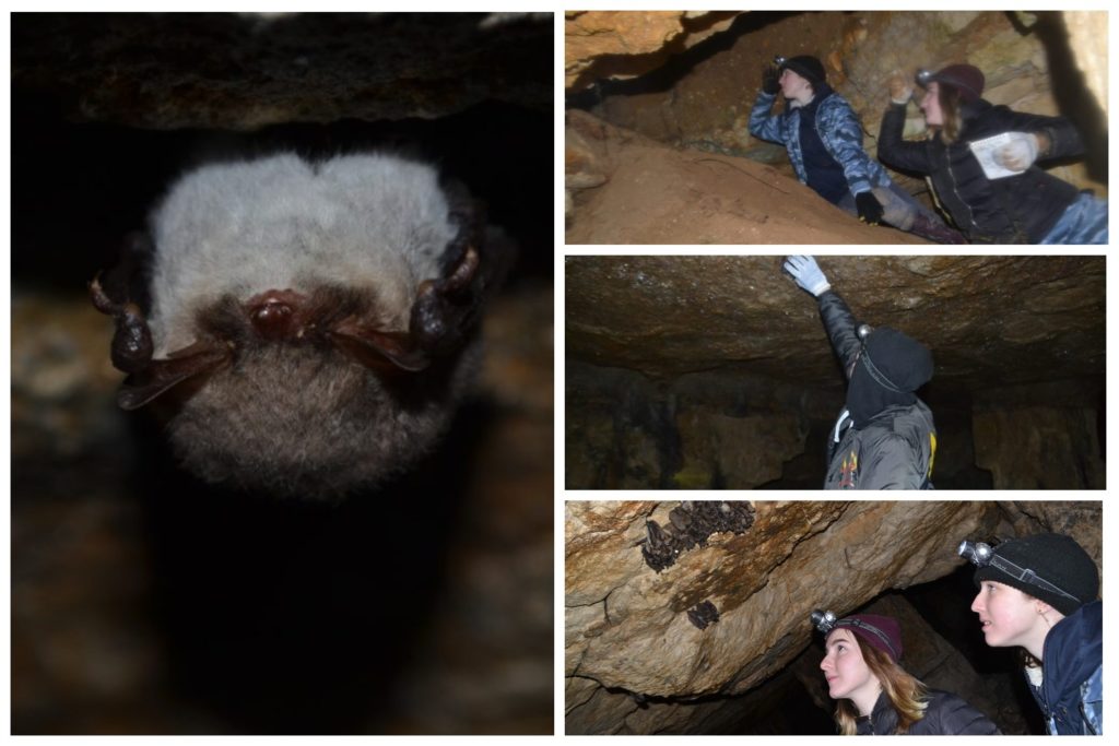 Не убоявшись коронавируса: учитель биологии исследовала 1847 летучих мышей в Тверской области