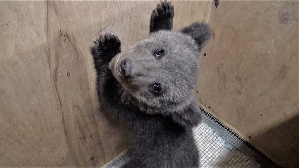 В Центре спасения медвежат-сирот Тверской области появился еще один воспитаник