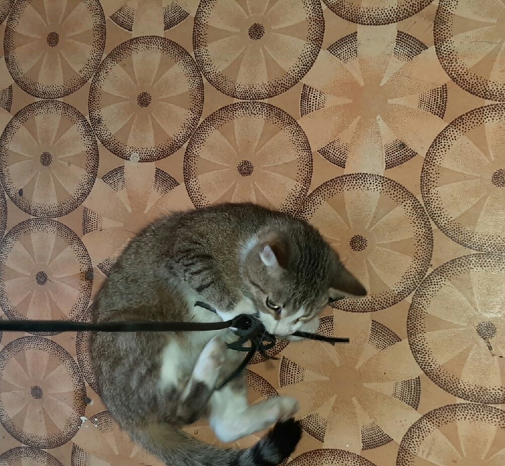 В акции "оставайся дома" жители Твери участвуют всей семьей