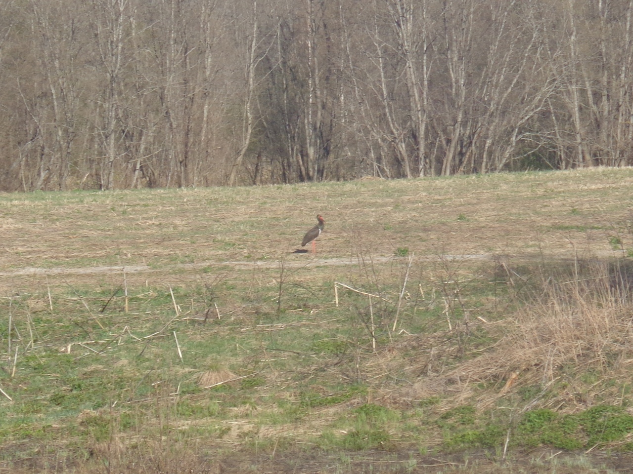 Черный аист совершил удачный побег в Тверской области