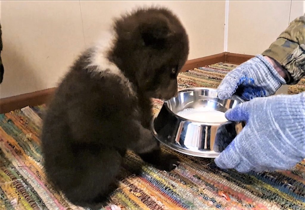 В Торопецкий центр спасения медвежат привезли новых малышей