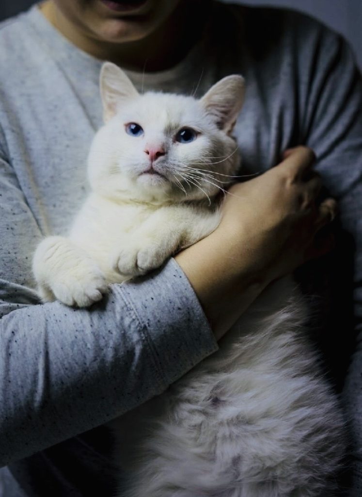 Жительница Твери приютила глухого котика Жительница Твери приютила глухого котика