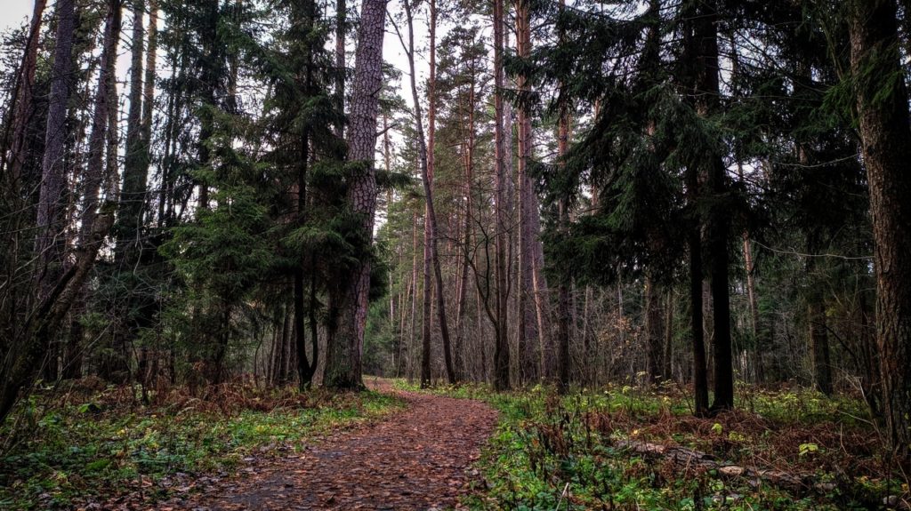 В Тверской области лесной фонд увеличится более чем на 1100 га В Тверской области лесной фонд увеличится более чем на 1100 га