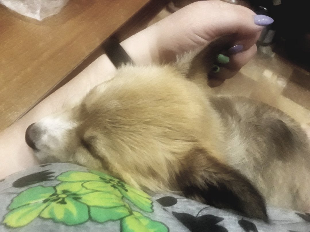 В Твери в подъезде бросили милую собачку