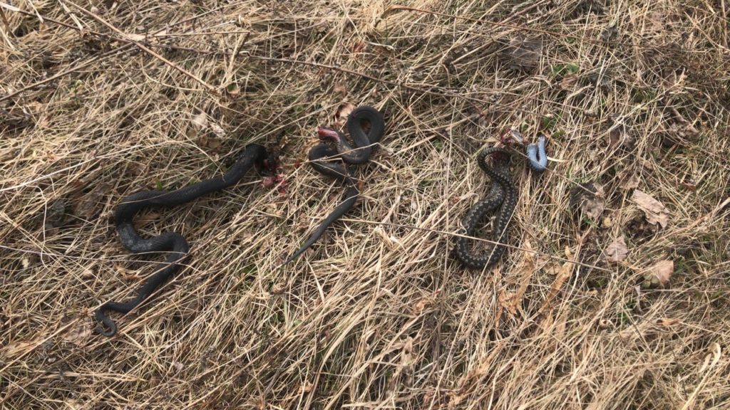 В Тверской области проснулись змеи В Тверской области проснулись змеи