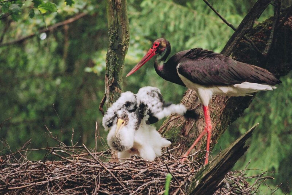 В Тверской области засняли черных аистов в брачный период В Тверской области засняли черных аистов в брачный период