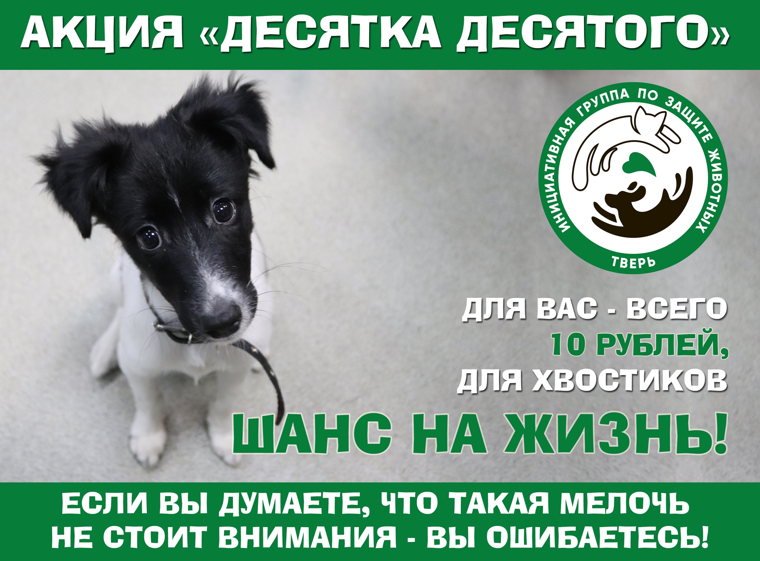 Жителей Тверской области просят помочь бездомным котикам и собачкам Жителей Тверской области просят помочь бездомным котикам и собачкам