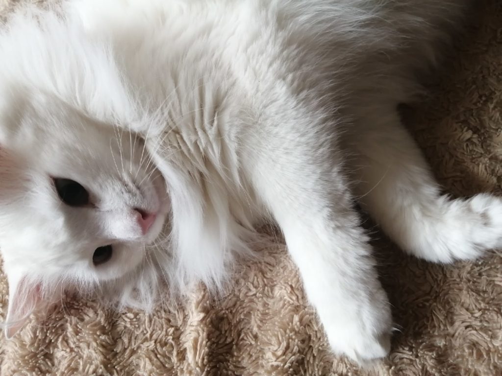 Жители Твери запустили челлендж #домаскотиками