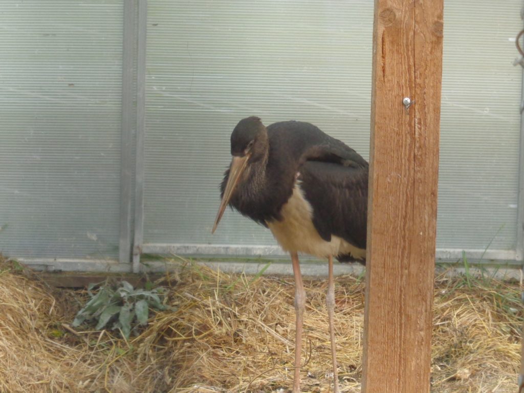 Черный аист совершил удачный побег в Тверской области Черный аист совершил удачный побег в Тверской области
