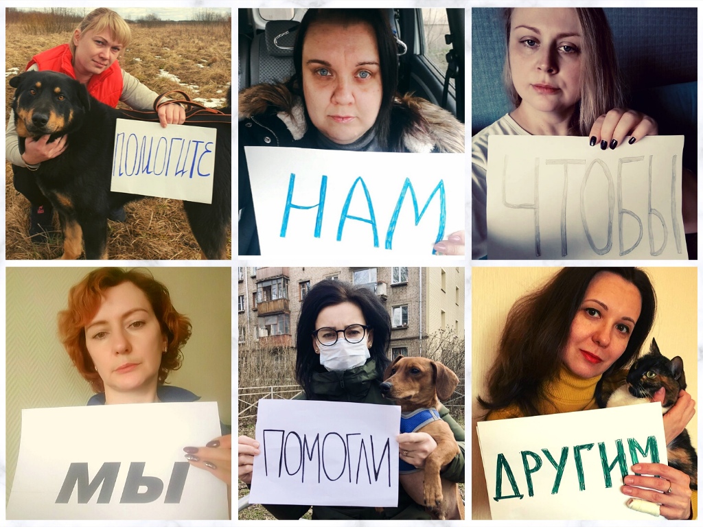 Жителей Твери просят приютить бездомных котиков и собачек Жителей Твери просят приютить бездомных котиков и собачек