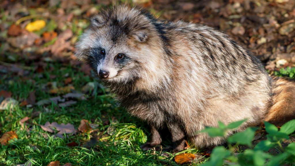 Под Тверью поймали бешеных енотовидных собак