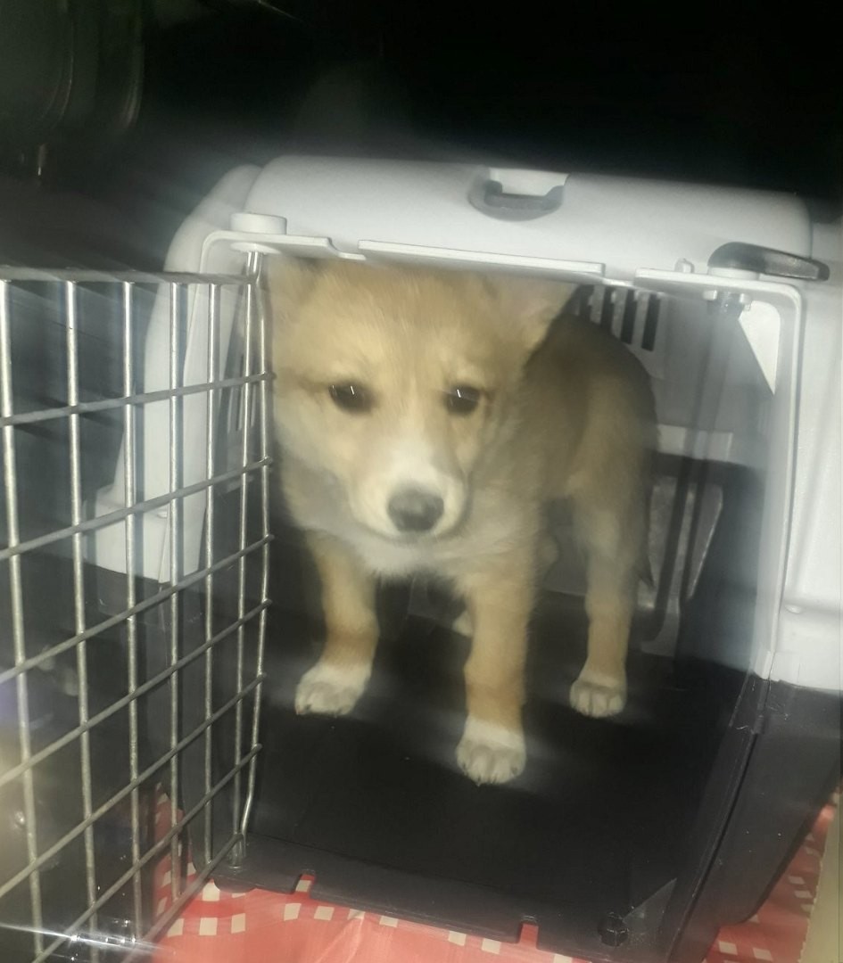 В Твери в подъезде бросили милую собачку