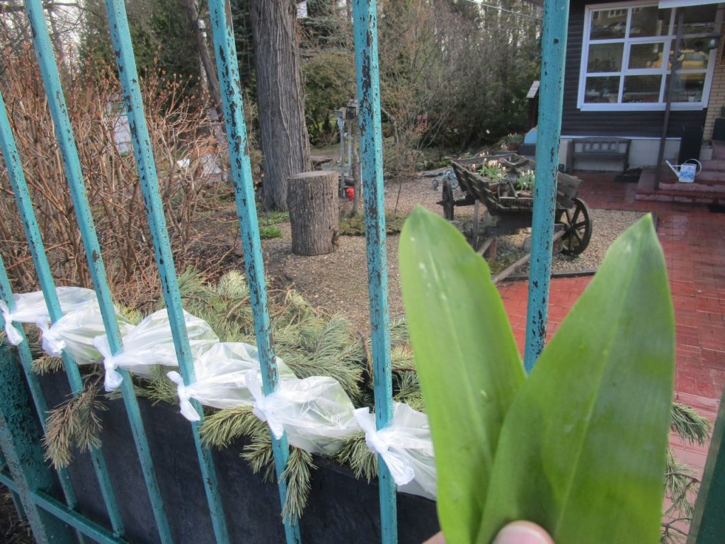 Тверской Ботанический сад дарит жителям Твери витамины Тверской Ботанический сад дарит жителям Твери витамины