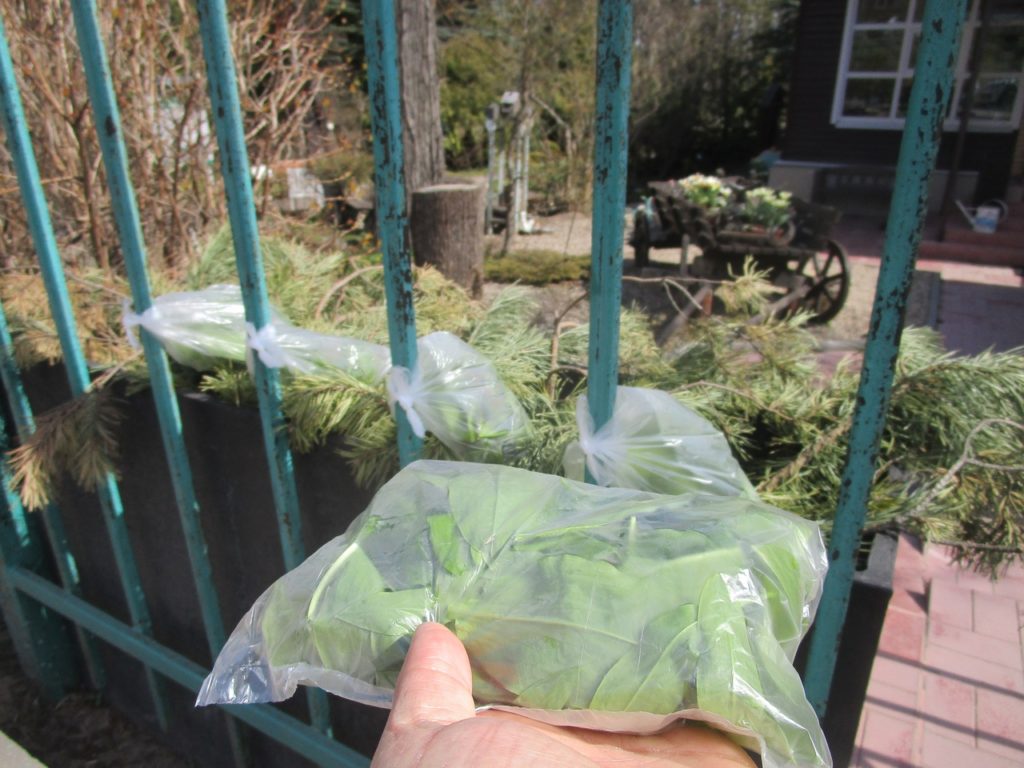 Тверской ботанический сад угощает витаминами Тверской ботанический сад угощает витаминами