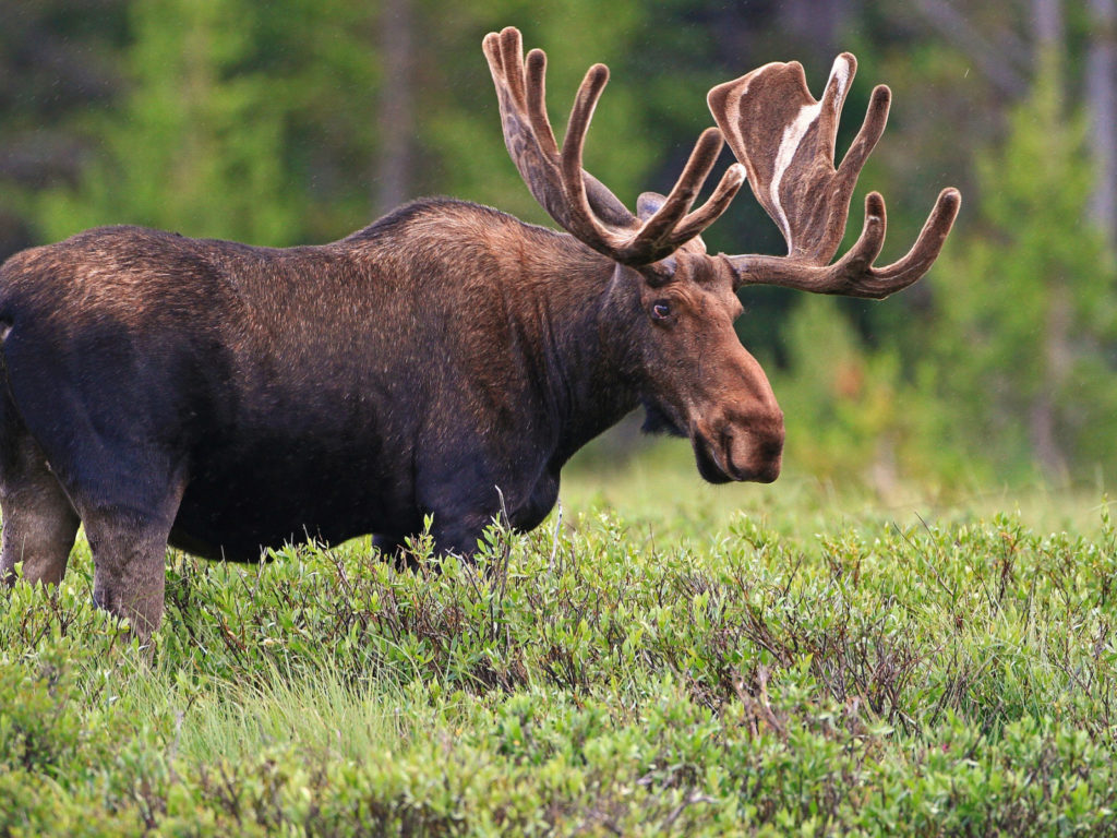 В Тверской области задержали браконьера В Тверской области задержали браконьера