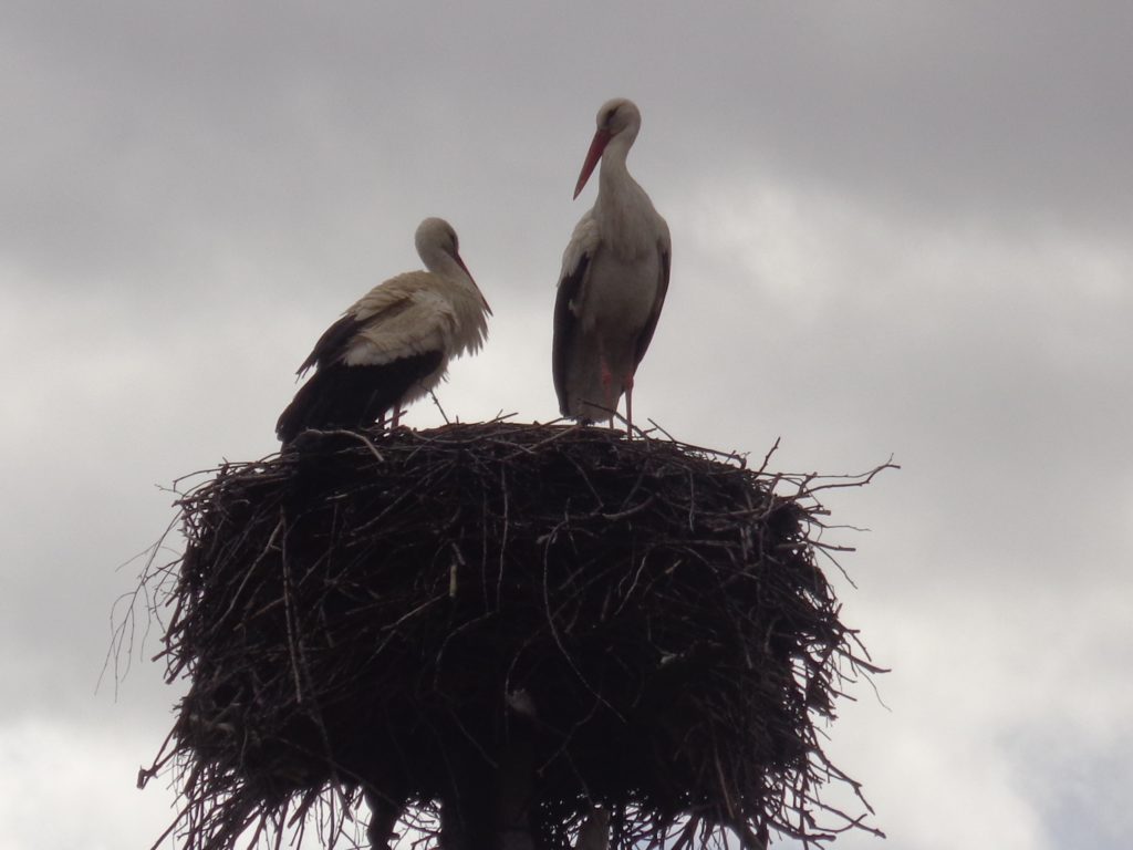 В Тверской области миловались два аиста