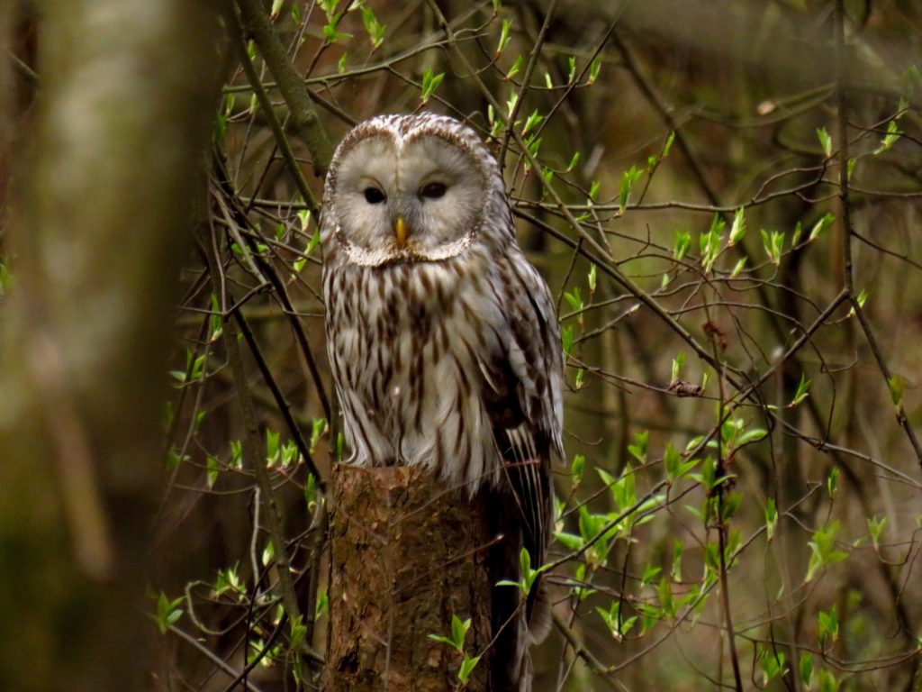 В Твери была замечена длиннохвостая неясыть В Твери была замечена длиннохвостая неясыть