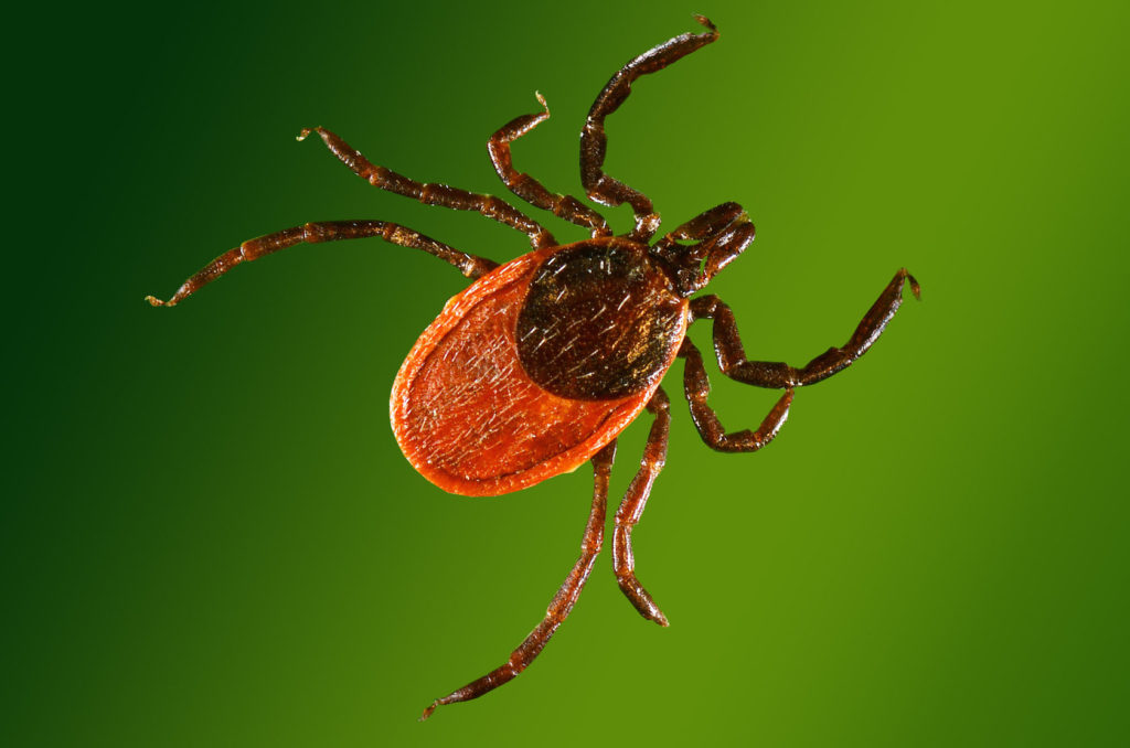 В Тверской области активизировались клещи В Тверской области активизировались клещи