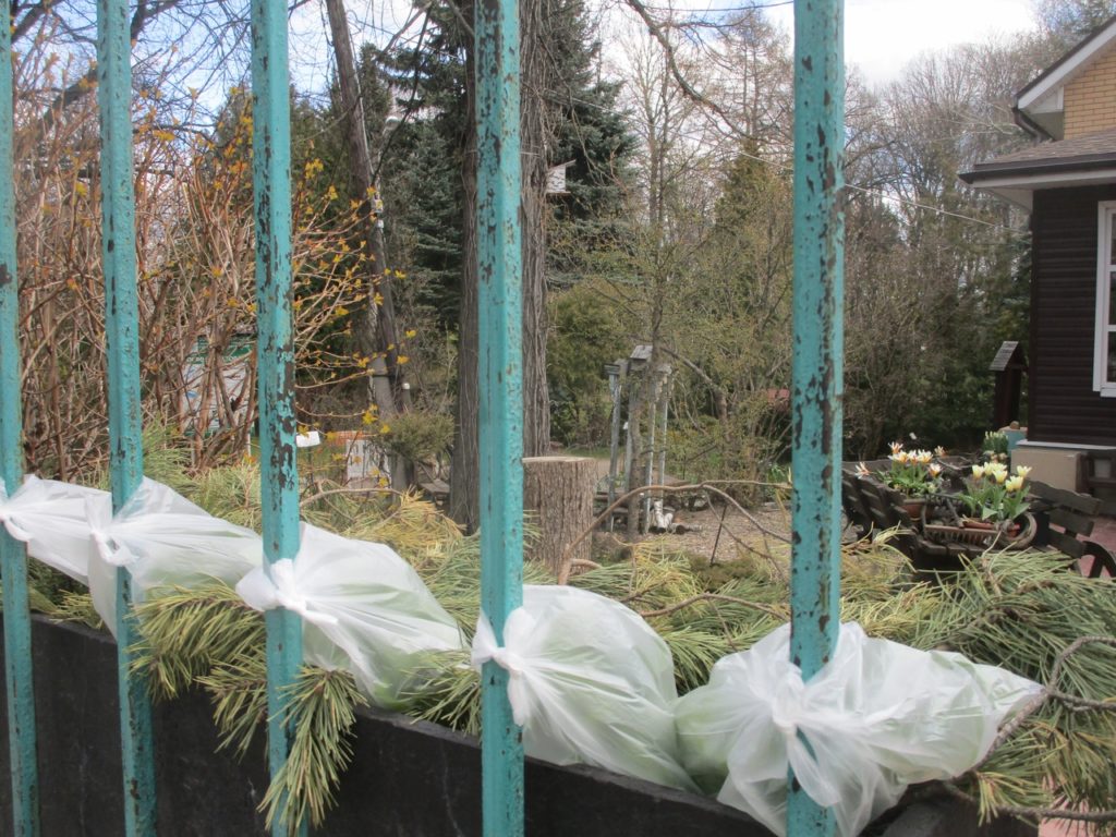 В Твери продолжают раздавать витамины в подарок В Твери продолжают раздавать витамины в подарок