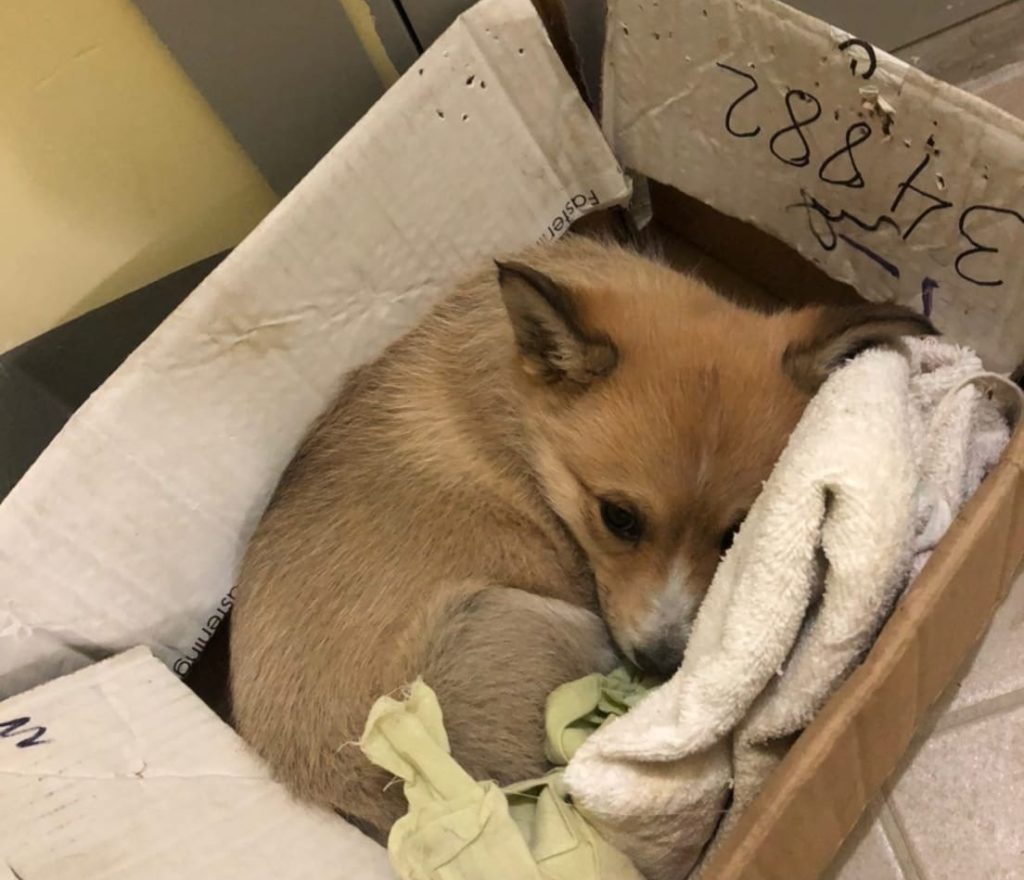 В Твери в подъезде бросили милую собачку