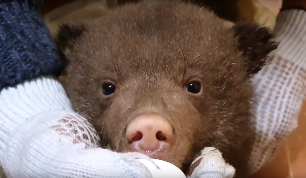 Тверской центр спасения медвежат рассказал об особых приметах своих воспитанников Тверской центр спасения медвежат рассказал об особых приметах своих воспитанников