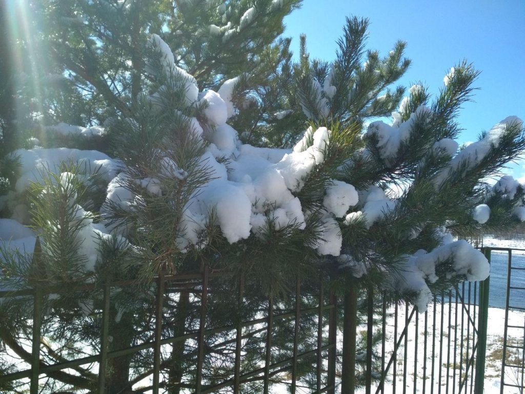 В Тверской области выпал красивый снег