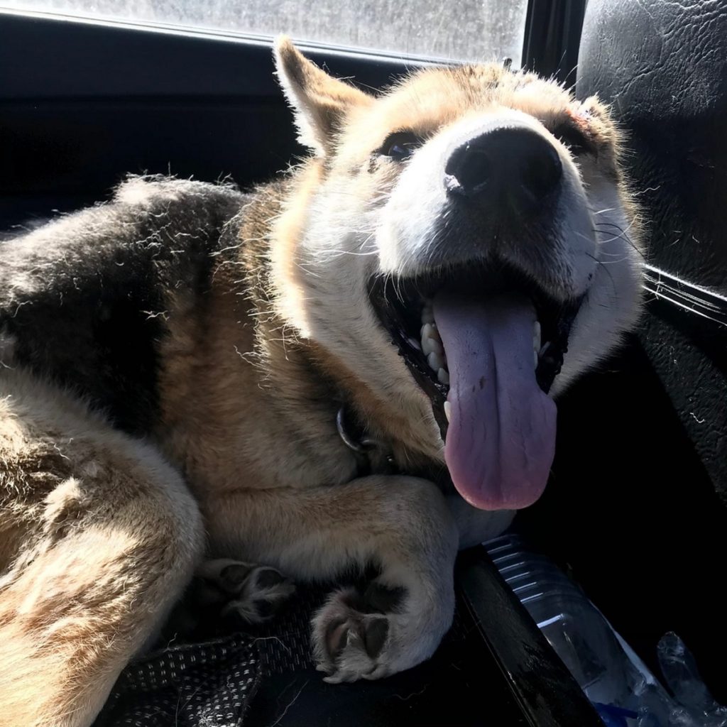 Раненного топором пса спасли волонтёры в Тверской области