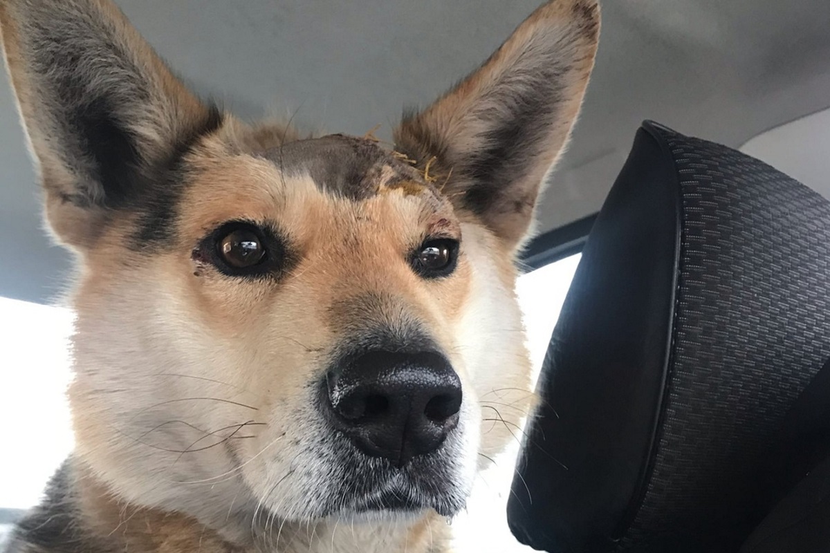 Раненного топором пса спасли волонтёры в Тверской области