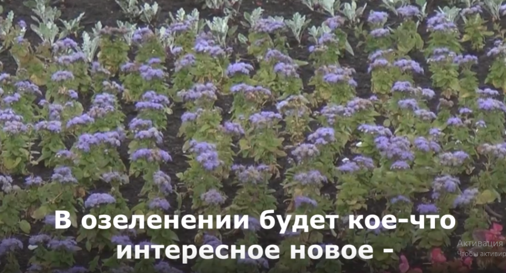 Инженер "Зеленстроя" рассказал о новых цветах на клумбах Твери