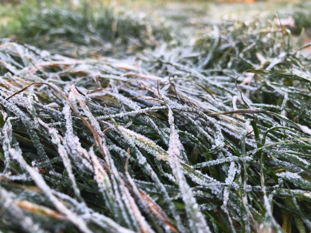 В Тверскую область придут заморозки В Тверскую область придут заморозки