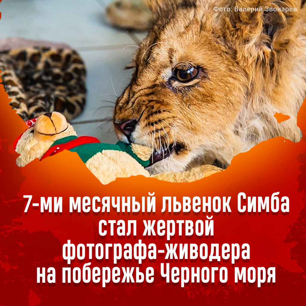 Как мы можем помочь животным?